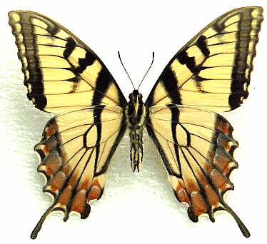 Papilio canadensis (abberant verso 211) (Internet Image property of respective owner, non-commercial use only)